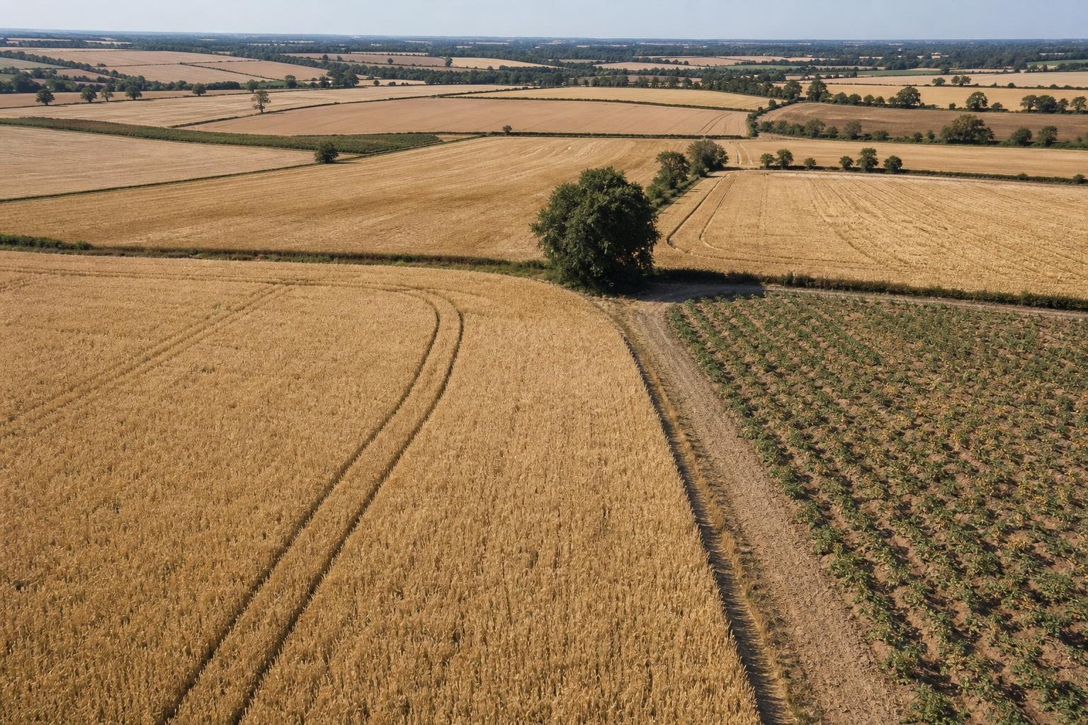 A cikk illusztrációja: Az angol búza 77 százaléka olyan térségben terem, ahol számolni kell az aszállyal