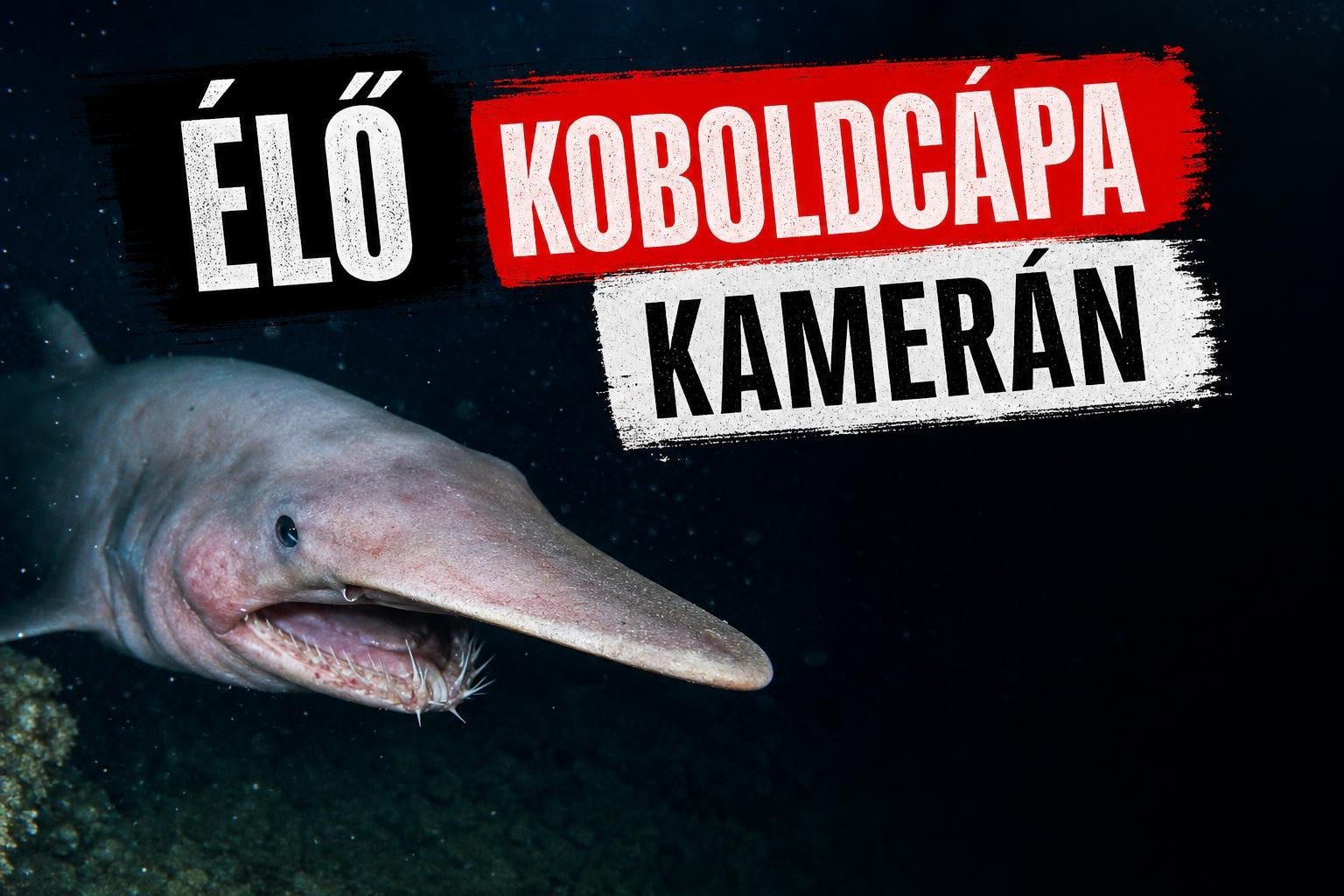 Először filmeztek élő koboldcápát a mélyóceánban