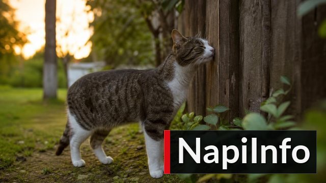 A macskavizeletben 13 zsírsavból álló kémiai „névjegyet” találtak