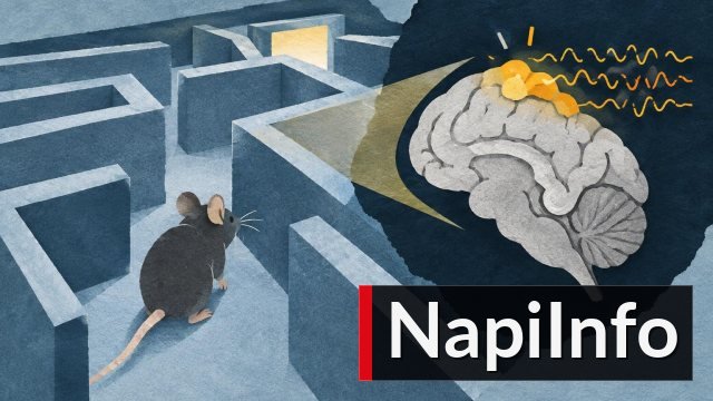 Egérkísérletben már az érzékelő agykéregben megjelentek a döntés jelei