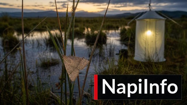 Egyetlen éjszaka alatt 19 ritka Bog Grass Moth került elő egy walesi lápról